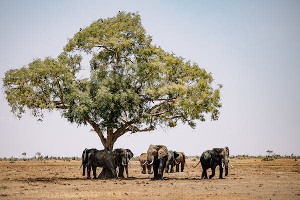 Best time to visit Kenya - shoulder season travel guide